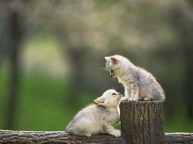 kittens.jpg